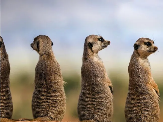 Meerkat Pest Control Picture 1