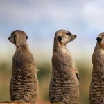 Meerkat Pest Control
