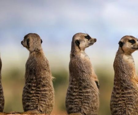 Meerkat Pest Control