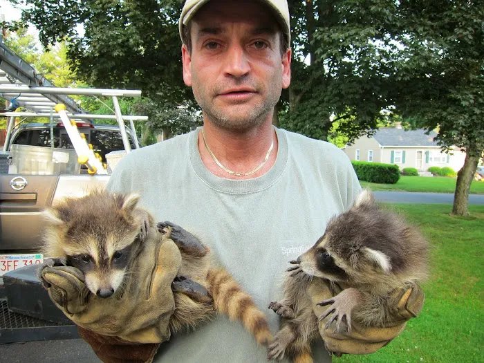 All Humane Wildlife Removal Picture 1
