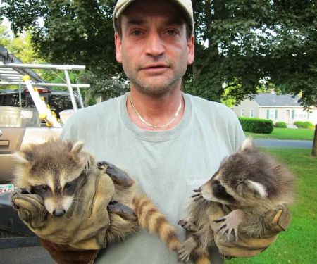 All Humane Wildlife Removal