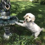 Cape Cod Tick Control