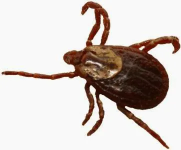 East End Tick and Mosquito Control Picture 4