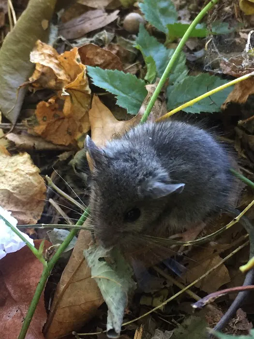 East End Pest Control Picture 2