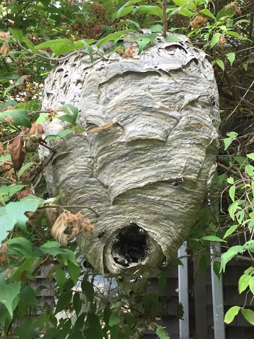 East End Pest Control Picture 1