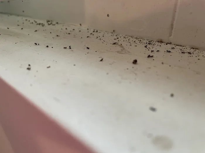 Debug Pest Control - Rhode Island Picture 2