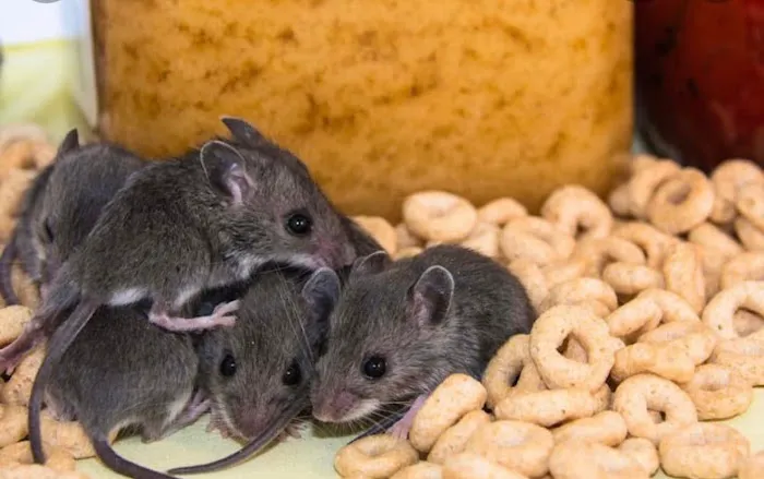 Allstate Pest Control Picture 5