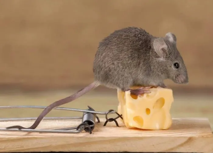 Allstate Pest Control Picture 1