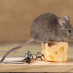 Allstate Pest Control
