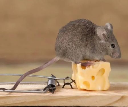 Allstate Pest Control