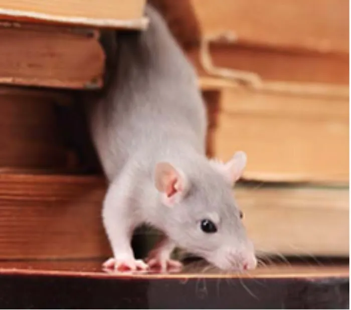 Allstate Pest Control Picture 3
