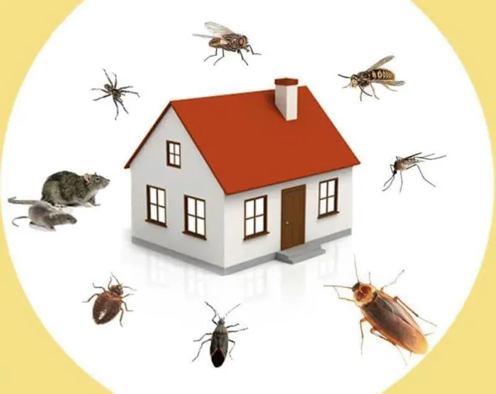 Allstate Pest Control Picture 4