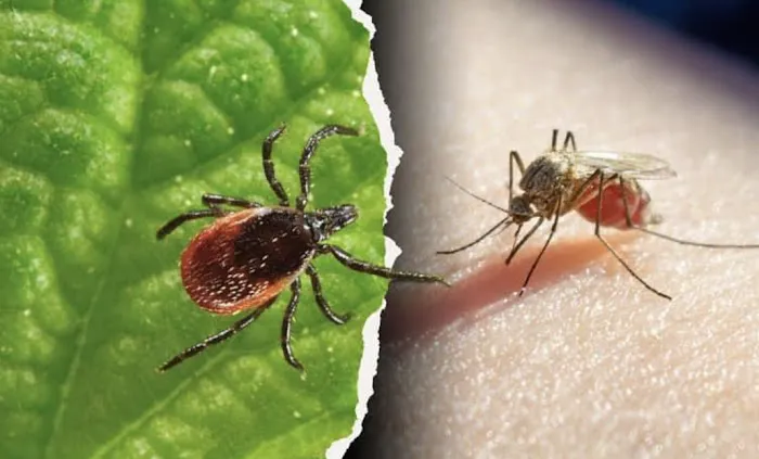 Allstate Pest Control Picture 3