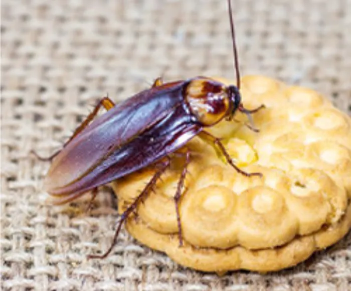 Allstate Pest Control Picture 4