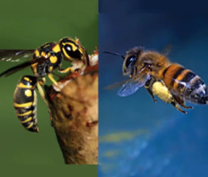 Allstate Pest Control Picture 5