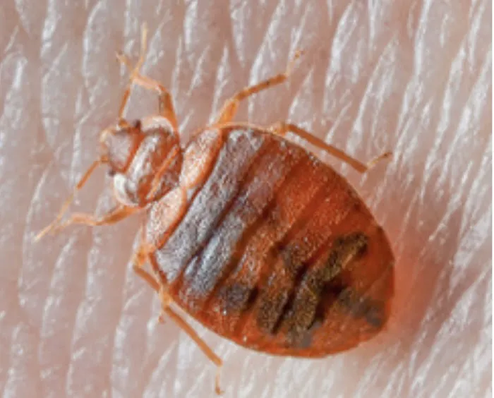 Allstate Pest Control Picture 8