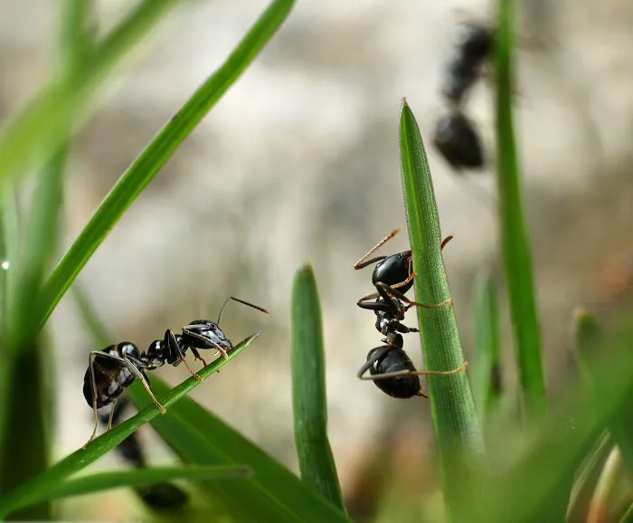 Dave's Pest Control Picture 4