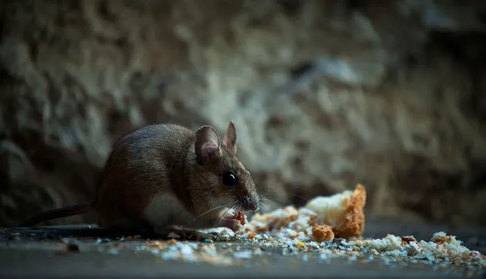 Dave's Pest Control Picture 3