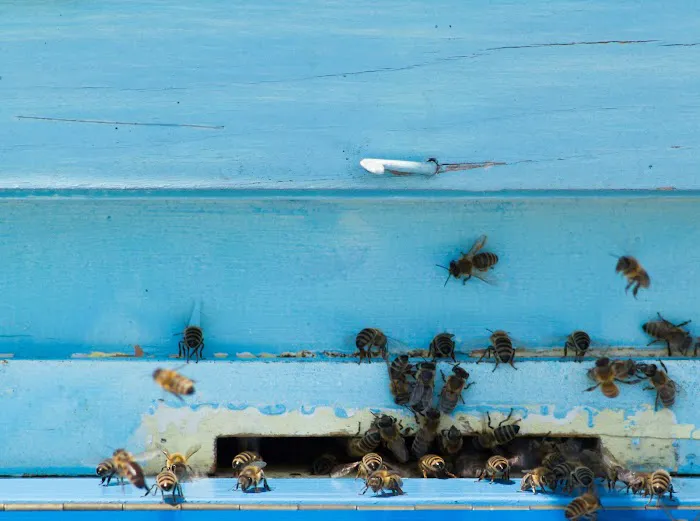 Dave's Pest Control Picture 2