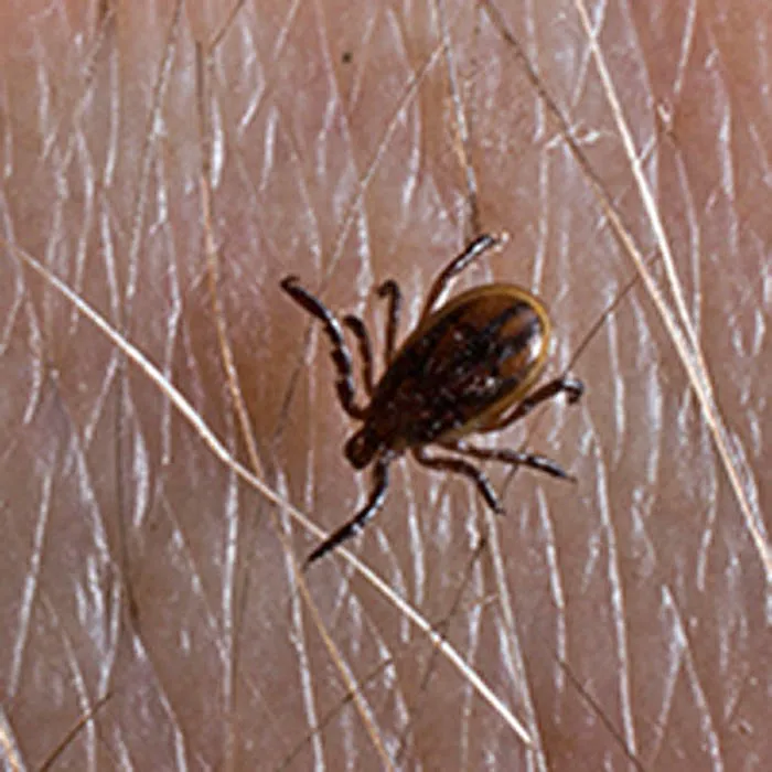 Dave's Pest Control Picture 6