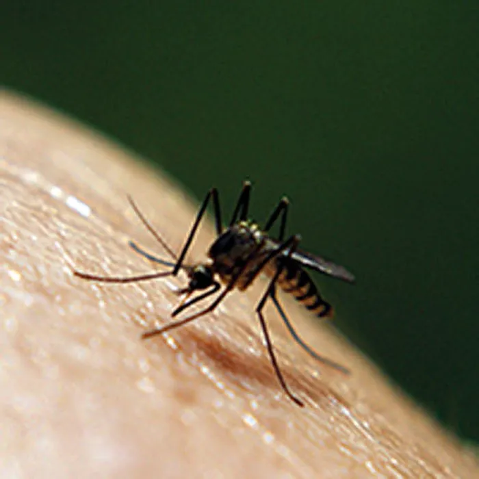 Dave's Pest Control Picture 7