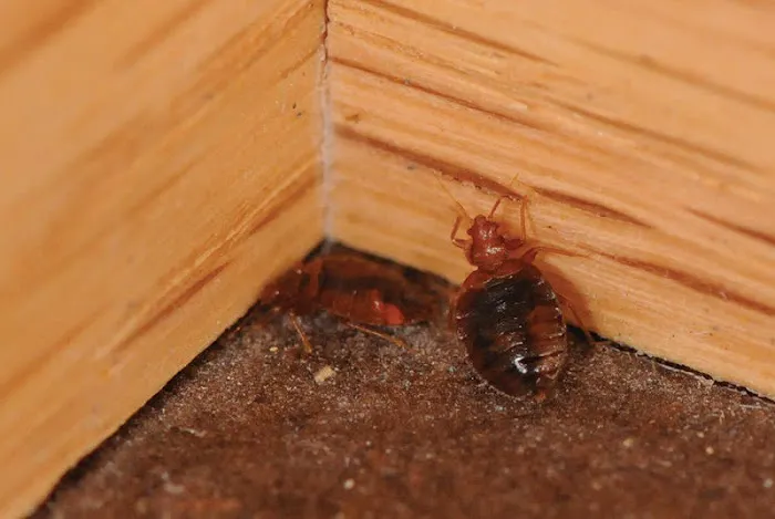 Dave's Pest Control Picture 8
