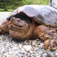 Animal Evictions LLC ico
