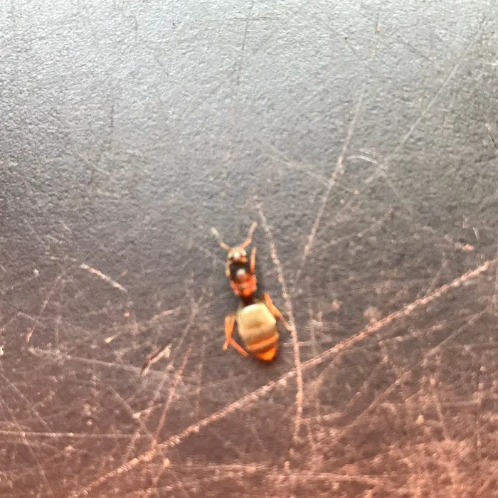 Pest B Dead Picture 8