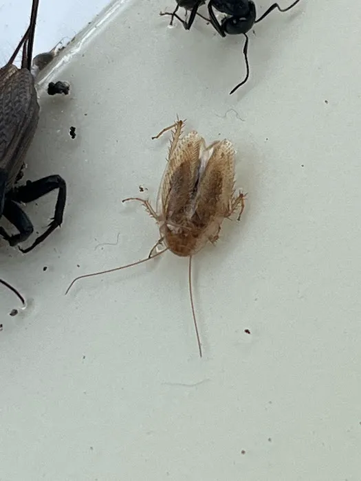 Pest B Dead Picture 5