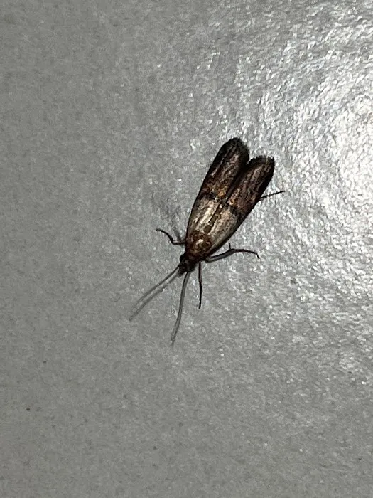 Pest B Dead Picture 6