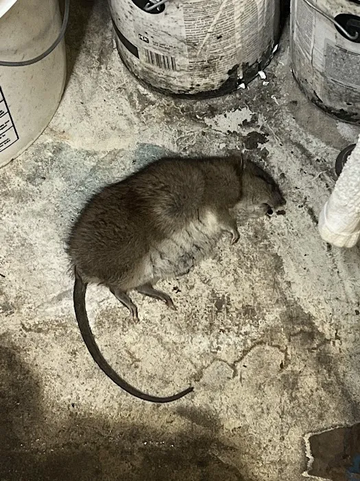 Pest B Dead Picture 9