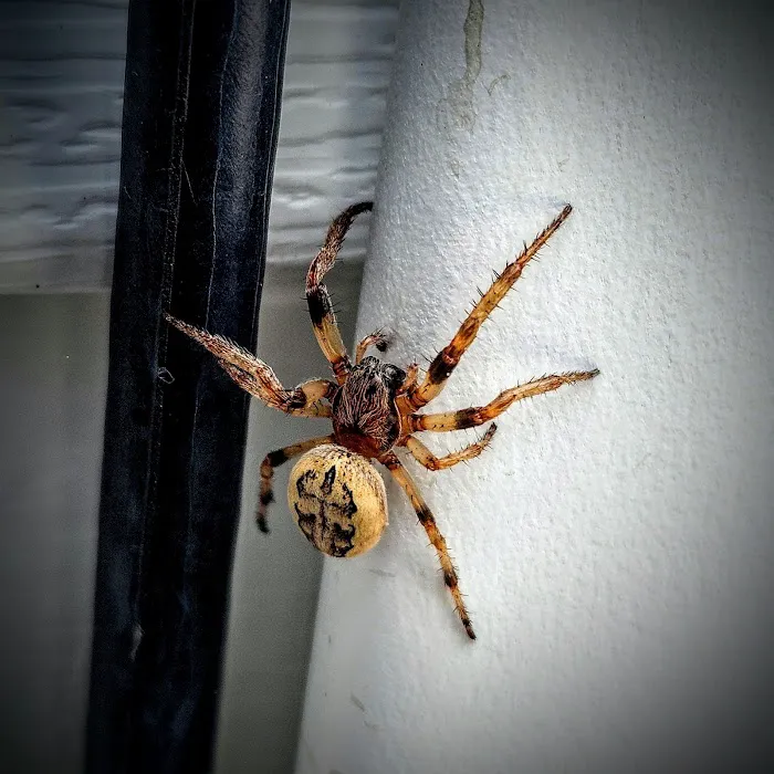 Ground Level Pest Control Picture 4