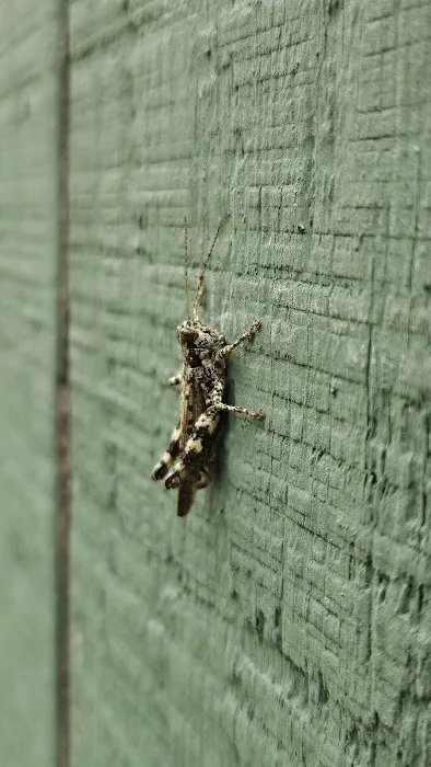 Ground Level Pest Control Picture 1