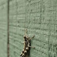 Ground Level Pest Control ico