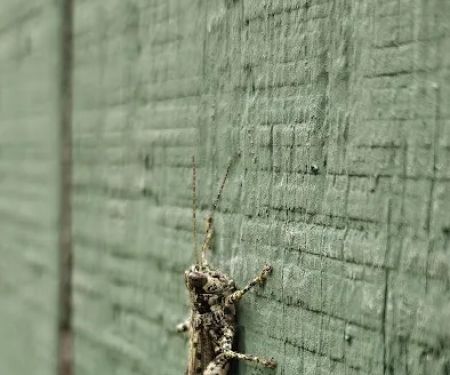 Ground Level Pest Control