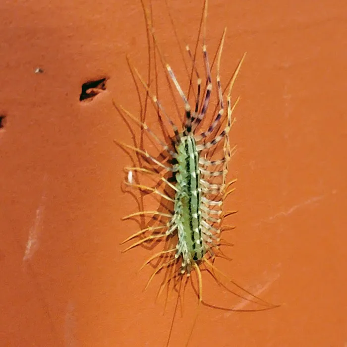 Ground Level Pest Control Picture 8