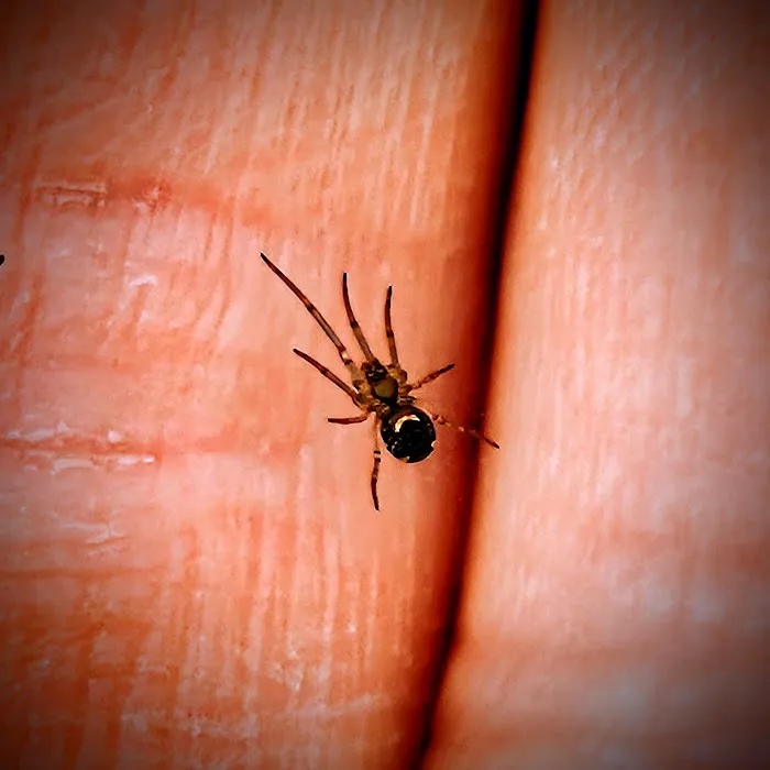 Ground Level Pest Control Picture 2