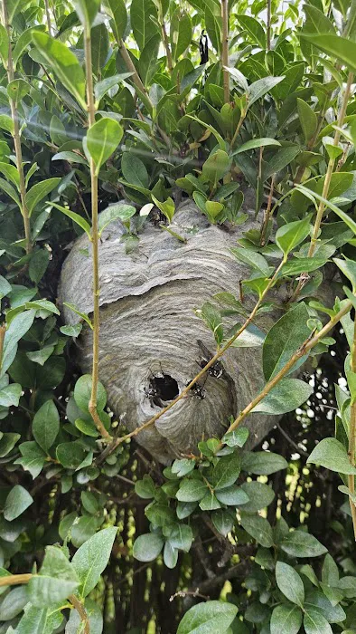 Ground Level Pest Control Picture 9