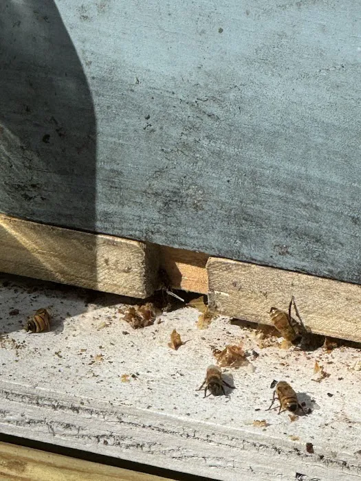 Brinx Professional Pest Control Picture 7