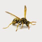 Braman Termite & Pest Elimination