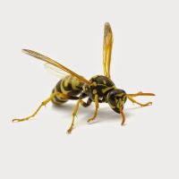 Braman Termite & Pest Elimination ico