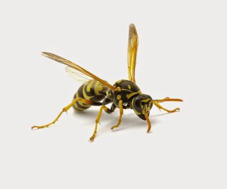 Braman Termite & Pest Elimination