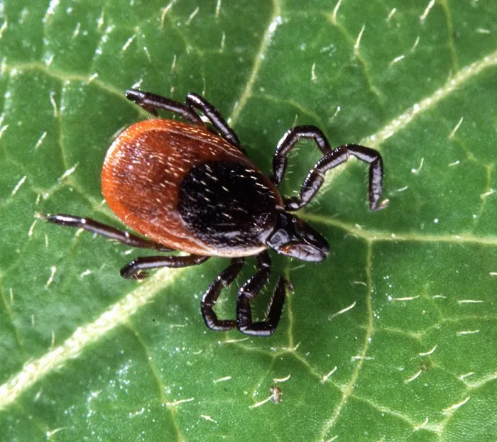 Ocean State Tick Control Picture 2