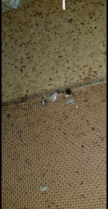 All-Pro Pest Control Picture 10