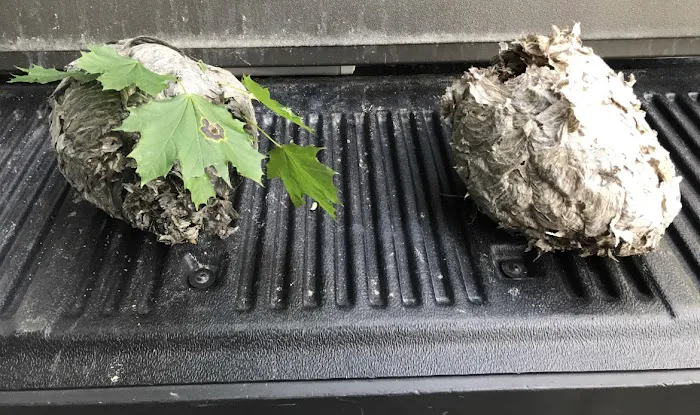 All-Pro Pest Control Picture 8