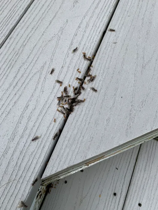 All-Pro Pest Control Picture 9