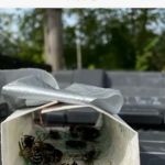 All-Pro Pest Control