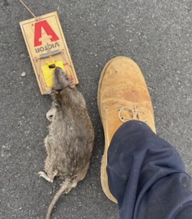All-Pro Pest Control Picture 6