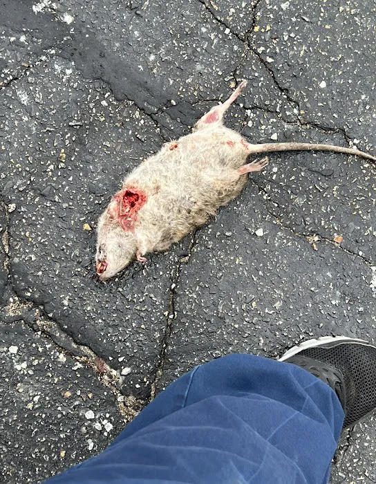 All-Pro Pest Control Picture 2