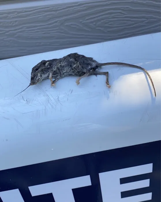 All-Pro Pest Control Picture 3